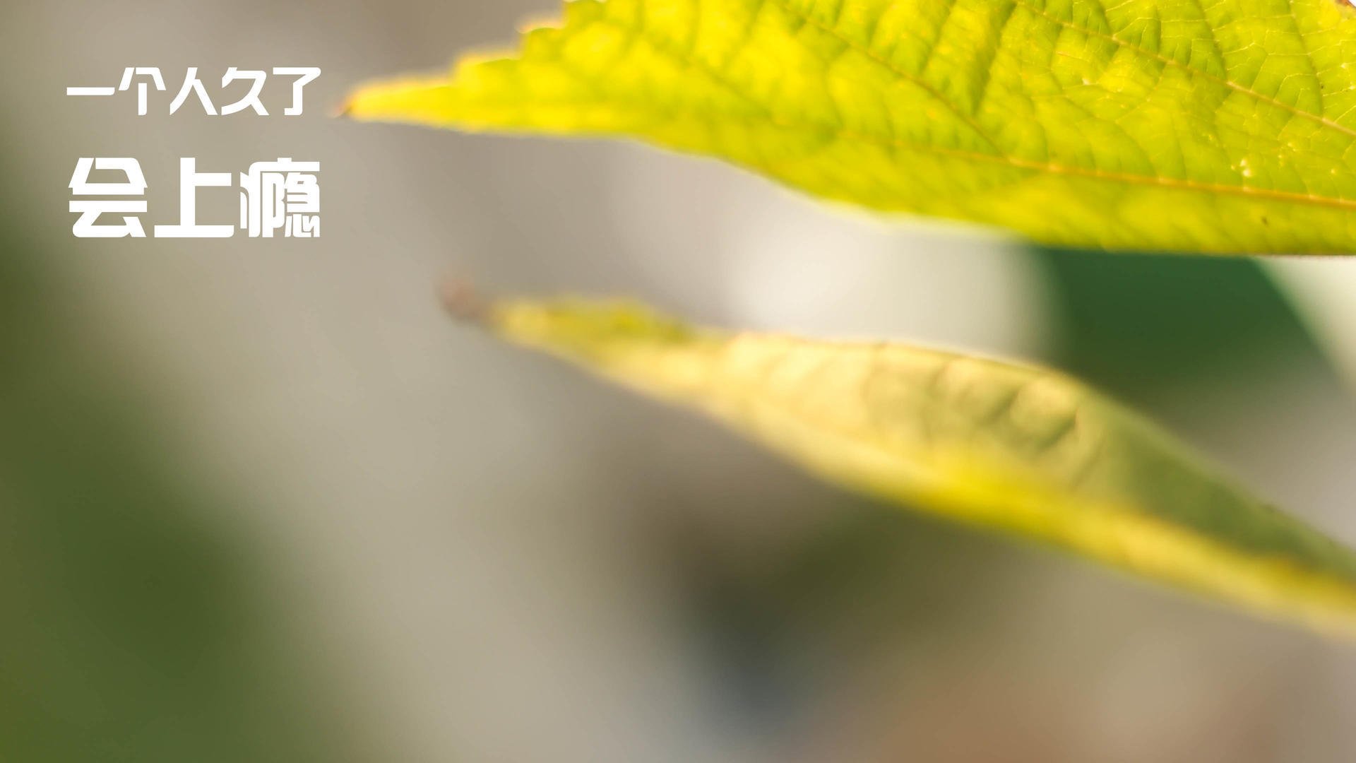 赛道与绿茵的交响，当F1争冠夜遇见哈兰德封神